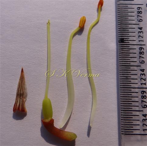 Bract, Stamens and Pistil